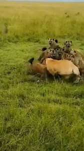 37K views · 395 reactions | Animal Planet TV on Reels | Facebook