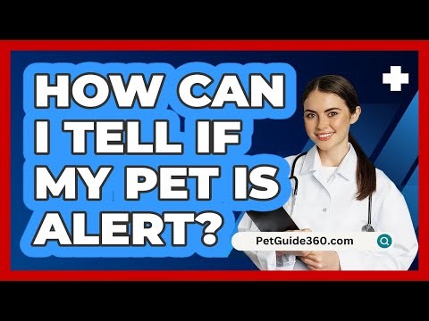 How Can I Tell If My Pet Is Alert?