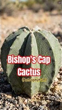Cactus Mastered Geometry to Survive