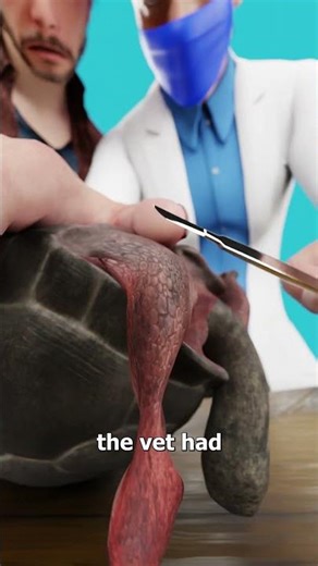 The Tortoise That Got A 3D Printed Wheel 😮