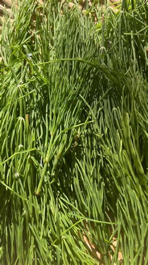 スギナをザルの上で天日または半日陰干しにしてスギナ茶を作ります。身体の解毒をして必要なミネラルを摂ることができるように。#食べられる野草 #野草食 #自然大好き #癒し #edibleplants