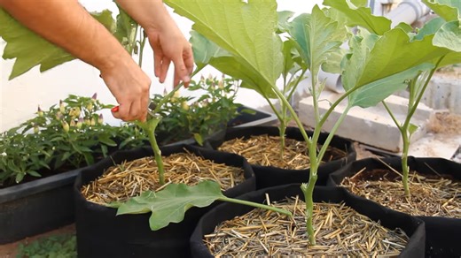How to prune and hand pollinate eggplants for bigger harvests