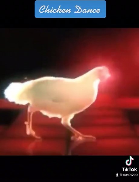 Techno Chicken Dance: Fun and Entertaining Moves