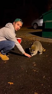 Raccoon Attacks Man Who Tries to Pet It Portland, Oregon — October 19, 2023 A friendly overture to a seemingly docile raccoon ended with a painful lesson for a Portland man, whose attempt to befriend the wild animal was caught on camera. The viral video serves as a stark reminder of why wildlife experts continually advise the public to keep a safe distance from urban critters. In the clip, the man is seen crouching on the pavement near a dumpster at night, gently extending his hand toward a racc