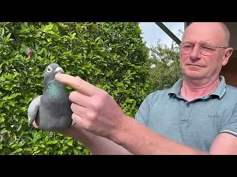 Rik Cools' Top Racing Pigeons: Exclusive Herbots Auction!