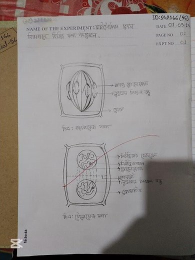 HSC Biology 1st paper practical: মাইটোসিস কোষ বিভাজনে বিভিন্ন দশা পর্যবেক্ষণ।