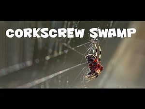 Wildlife and bird photography at Corkscrew Swamp Sanctuary in Florida