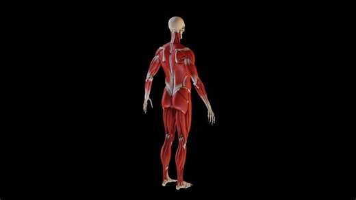 Houdini21肌肉大师课