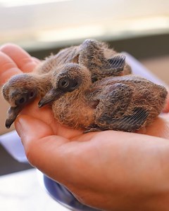 Chester Zoo on Reels