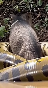 giant anaconda catching wild boar live 2 | Biologia que Facina