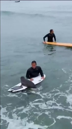 Orphaned seal pup swims from board to board to hang with surfers at Tourmaline Surf Park
