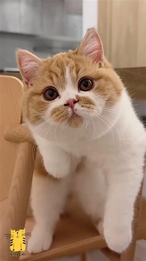 Funny Cat & Cute Kittens823😻 #shorts #kucing #kucinglucu #funny #pet #cat #foryou #viral #viralvideo