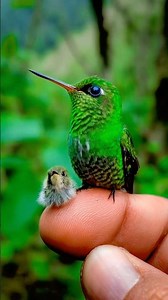 Bee Hummingbird: World's Smallest Bird 🤯