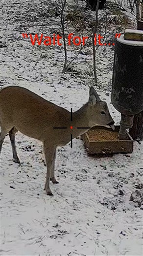 I Didn’t Expect to See This Goat Today 😳 #hunting