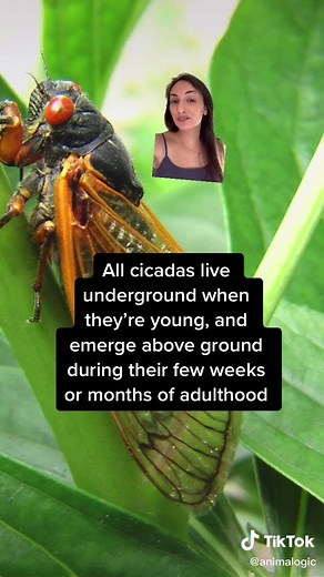 Understanding Cicadas: Story of Male and Female Cicadas
