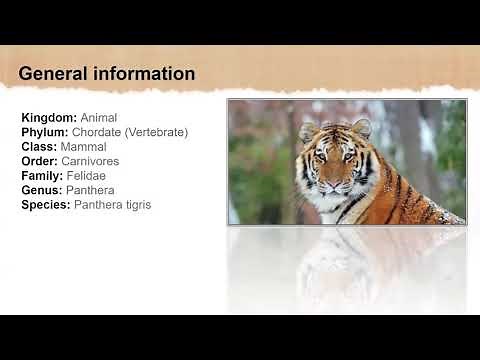 Powerpoint presentation about Tiger (Endangered Species ppt)