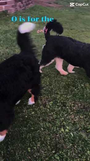 Bernedoodles Spell L-O-V-E Perfectly