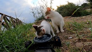 1.4M views · 168K reactions | Cutest cat video ever! Cat mom and kitten baby get some yummy cream! | Talking Catty | Facebook