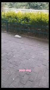 rescue poor dog #poordog #rescuedog #dog #dogs | Hope For Pets