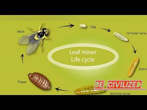 Leaf Miner Damage: Life Cycle and Biological Control Strategies
