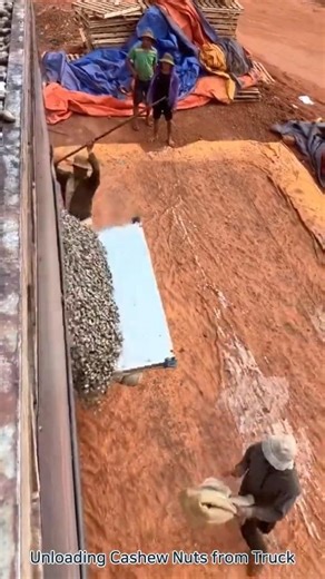 Unloading Cashew Nuts from Truck