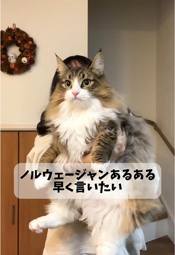 ノルウェージャンフォレストキャットの性格と特徴
