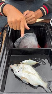 The ultimate bait boat for offshore fishing — the Boatman S3 is a must-have for serious anglers. #sea #ocean #oceanlife #carpfishing #fishinglife #fish #fishing #fishinglifestyle | Boatman