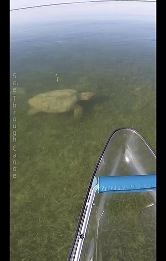 Big Loggerhead #seaturtle foraging in shallow water by my #kayak. Spotted this #turtle while #kayaking near #bigpinekey. . #animals #Awesome #tbt #nature #sealife #boating #floridakeys #florida #keywest #explore #clearkayak | See Through Canoe