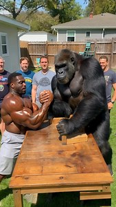 THIS MAN Defeated a GORILLA in ARM WRESTLING? #manvsgorilla #wildshowdown #animalfight #gorilla | FoodieZ