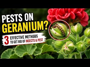 Geranium Pests? Try These 3 Simple & Effective Solutions! 🌸