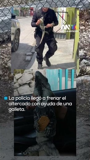 Policía en Yucatán calma pelea de iguanas con galletas de coco