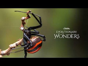 Australia's Redback Spider | Evolutionary Wonders