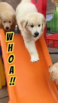 7 Week Old Puppies Learn to Slide!
