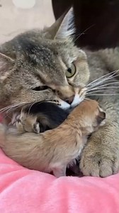 37K views · 925 reactions | The mama cat hugs her new kittens | Street Cat | Facebook