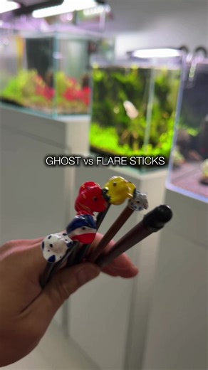 Testing Color Preferences in Betta Fish Using Flair Sticks