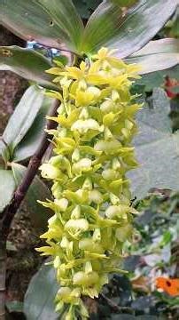 Un Lindo Jardín con Gran Variedad de Orquídeas 😍💚🌺🍃
