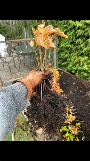 Planting Hazelnuts From Seed in the Air Prune Beds
