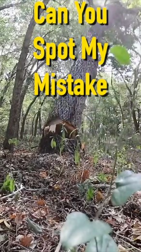 Bore Cut on a Walnut Tree #treefelling #chainsaw #logging #stihl #sawmill | Rockhill Farm - Tractors, Firewood, and Excavating