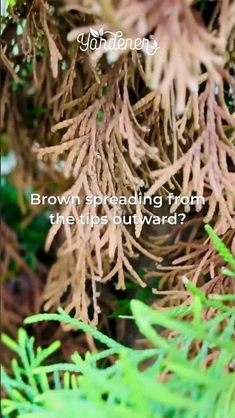Arborvitae Turning Brown? Here's How To Tell If It's a Problem