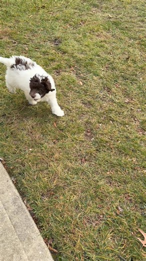 Meet Our Royal Manor Labradoodle Boy. This little gentleman is the definition of affectionate. He loves nothing more than being close to his people, soaking in every cuddle, every scratch, and every smile you send his way. His eager-to-please personality makes him a natural fit for families — he’s the kind of pup who listens closely, learns quickly, and bonds deeply. With his warm, family-focused temperament, he’s the puppy that follows you from room to room just to be near you… and melts into y