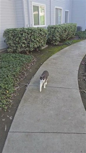 1/9/26 pre-cat walk enter sandman 🐱🎸🚶‍♂️