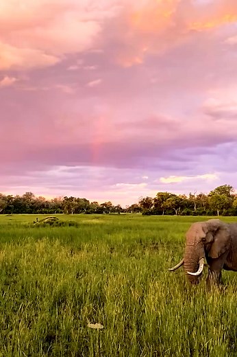 69K views · 2.5K reactions | #elephant #elephants #elephantbehaviour #wildlife #reels #conservation #wild #amazing #wow #animals (30) | Elephant Time | Facebook