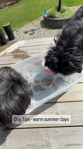 11K views · 32 reactions | ‍了 Tips for dogs on hot summer days. ...
