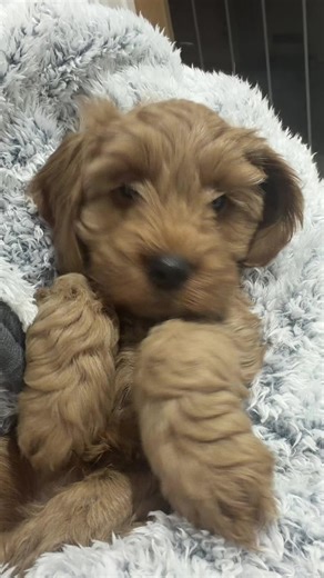 Is It a Dog or a Human? Find Out Now!