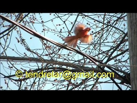 Le chant puissant du cardinal rouge (espèce protégée)