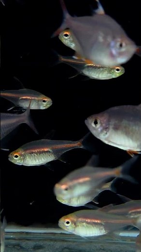 Glowlight Tetra – The Neon Ember of Freshwater Tanks! ✨🐟 #Shorts #LianaFish