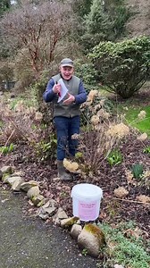 9K views · 292 reactions | Hydrangea Annabelle getting its annual...