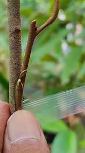 Durian grafting techniques EP31 #rootstock #grafting #duriantree | GraftingPlants