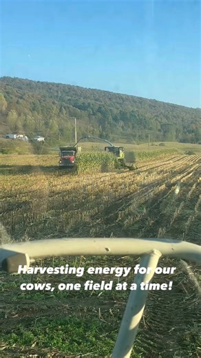 The most important harvest of the year has begun: Corn Silage! 🌽 This isn't your average sweet corn; this is the complete plant—stalk, leaves, and ear—that we chop, haul, and pack tight to create the core nutrition for our dairy herd all winter long. Why the rush? 💁🏼‍♀️ It all comes down to science! We have a small, critical window to chop when the moisture and starch levels are absolutely perfect. Harvesting at the right time ensures the silage ferments correctly, maximizing the energy and d