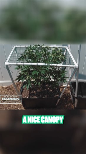 Homegrown Cannabis Co on Instagram: "Build your own SCROG POT! Drop SCROG in the comments and we’ll DM you a link to the full video!"
